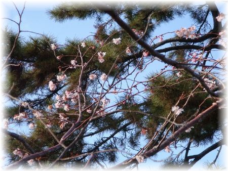 松と桜.jpg